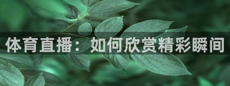体育直播：如何欣赏精彩瞬间